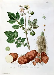 Patata, tavola botanica da 